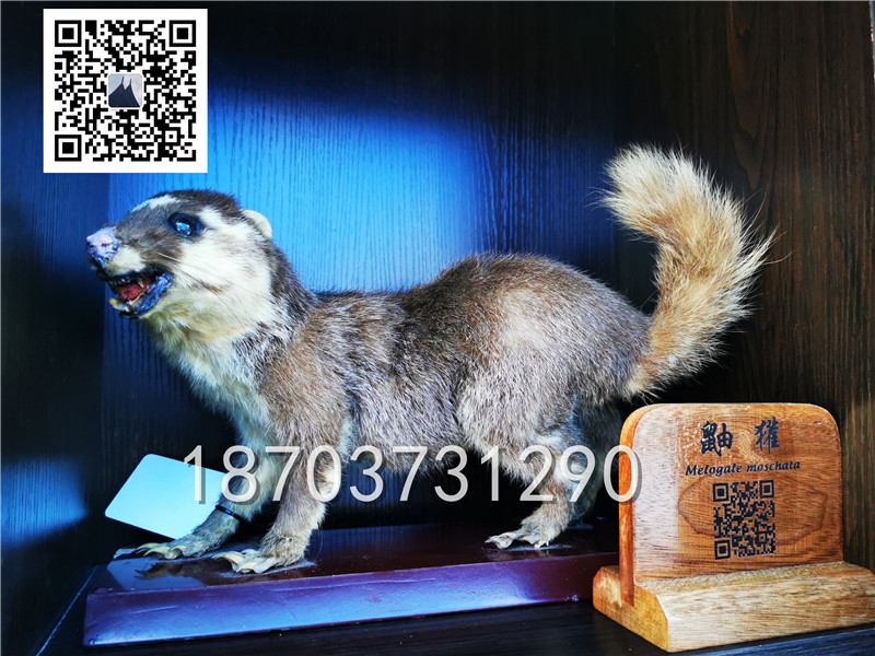 動物剝制標(biāo)本